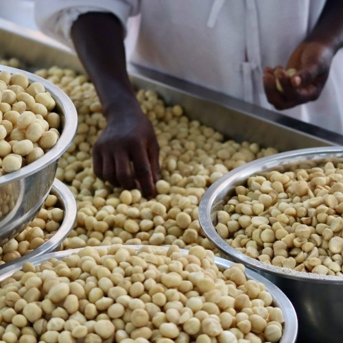 Orzechy makadamia Grizly